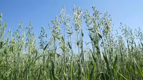 Green oat on the blue sky Video stock 11286062