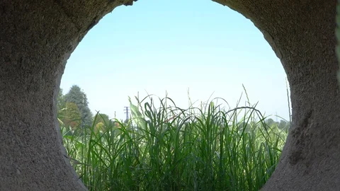Green oat field seen throughout a concrete pipe in a farm in Italy, Stock Footage 119359316