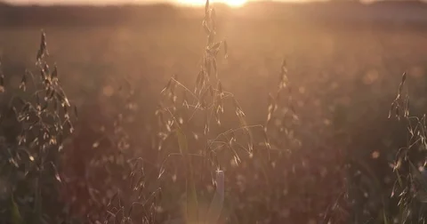 Green oat field at sunset. Stock Footage 80360555