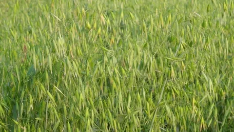 Green Oat Field Swaying 库存影片 333901302