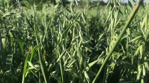 Green oat's spikes Stock Footage 156598090