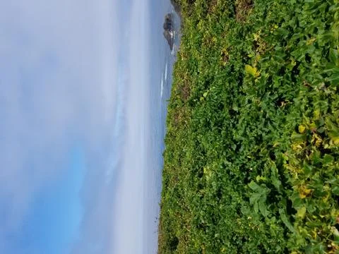 Green Ocean View Stock Photos