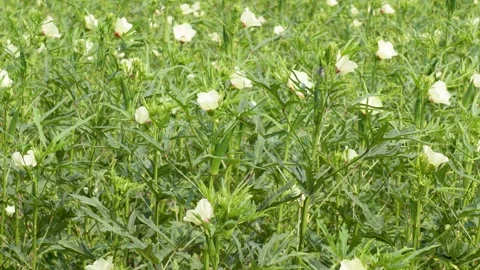 Green Okra Field Stock Footage 340749798