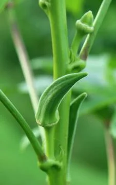 Green okra Stock Photos