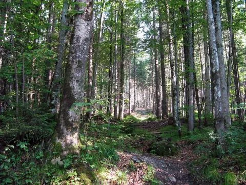 Green old forest with moss on the ground and tall trees. Wildlife and tourism Foto stock