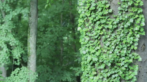 Green old wall Stock Footage 41549185