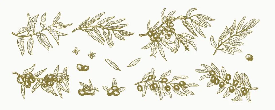 Green olive branch set. Hand drawn outline ink engraved sketch. Stock Illustration