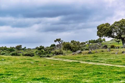 Green olive fields under dramatic spring clouds in Extremadura, Spain. Idea.. Stock Photos