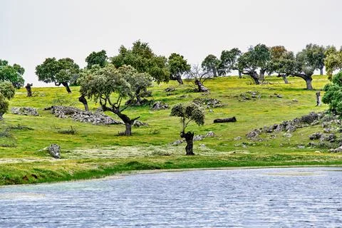 Green olive fields under dramatic spring clouds in Extremadura, Spain. Idea.. Stock Photos