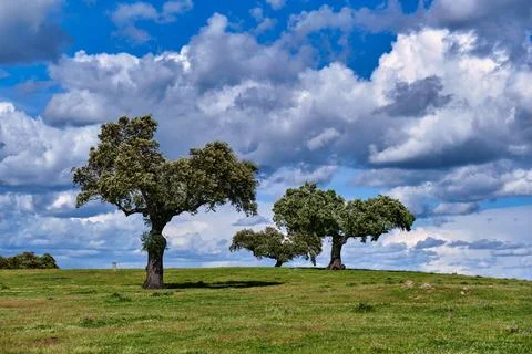 Green olive fields under dramatic spring clouds in Extremadura, Spain. Idea.. Stock Photos