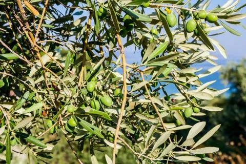 Green olive fruit on seashore Stock Photos
