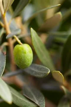 Green olive fruit on a tree Stock Photos