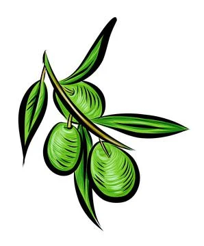 Green olive tree branches. illustration Stock Illustration