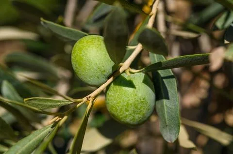 Green olive tree lit by the rays of the sun Stock Photos