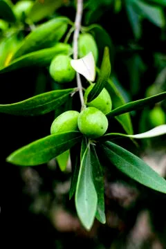 Green olive on the tree with olive tree leaves. Stock Photos