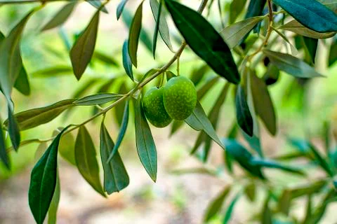 Green olive on the tree with olive tree leaves. Stock Photos