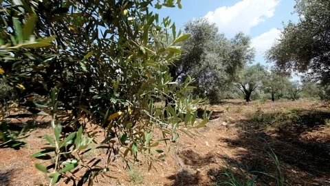 Green olive tree plantation Stock Footage 93916573