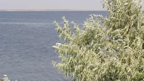 Green olive tree on the seaside Stock Footage 71218907