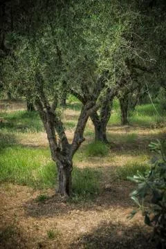 Green Olive Trees Stock Photos