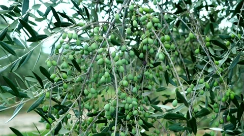 GREEN OLIVES ON BRANCH. A camera constantly in motion Vídeos de archivo 67861225