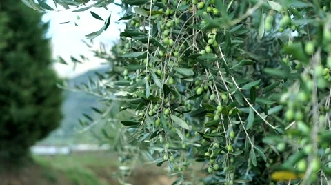 GREEN OLIVES ON BRANCH. A camera constantly in motion 스톡 동영상 67861723