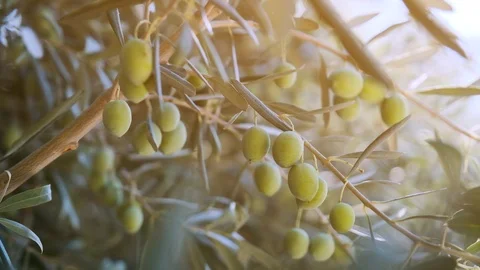 Green olives on a branch Stock Footage 121644941