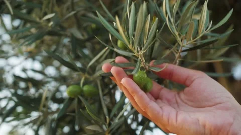 Green olives on the branch of the olive tree. Picking olives oil. Stock Footage 205539771