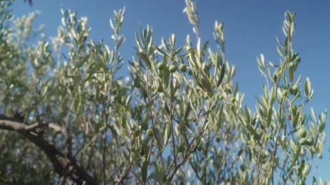 Green olives on the branches of olive trees with unripe fruits and leaves. Video stock 295310113