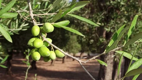 Green olives on a brunch on an olive tree waving in the wind Stock Footage 141666308