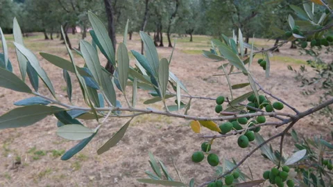 Green Olives Close-Up. Olive trees in the countryside in Chianti region. Stock Footage 137889657