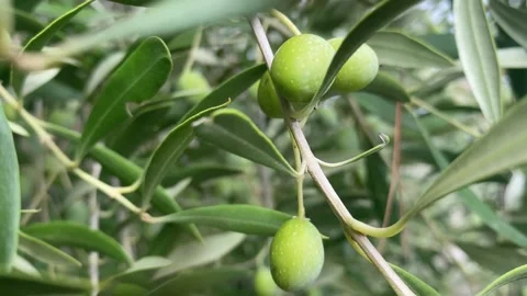Green olives cluster surrounded by green leaves, close up Video stock 242042839