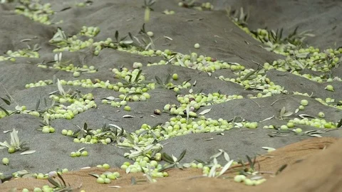 Green Olives Dropping Down During Olive Harvesting Stock Footage 76518420