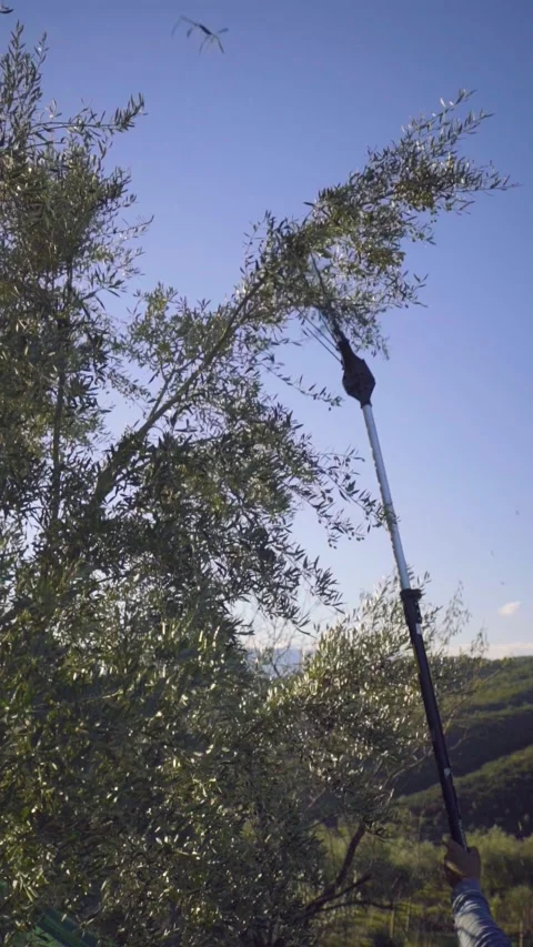 Green Olives Falling From Olive Tree Harvest. Stock Footage 224901251