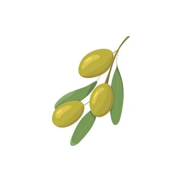 Green olives flat style. Design for oil, health care products, and organic .. Stock Illustration