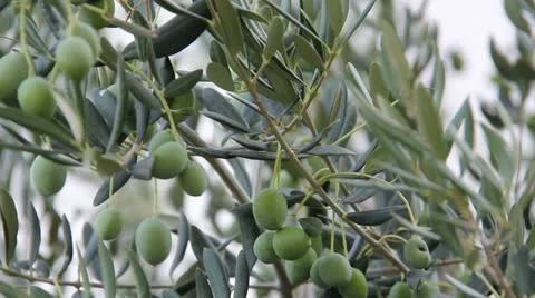 Green Olives Stock Footage 12643932