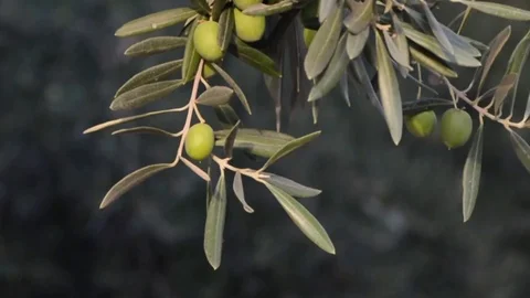 Green Olives Stock Footage 79733109