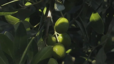 Green olives Stock Footage 83864988