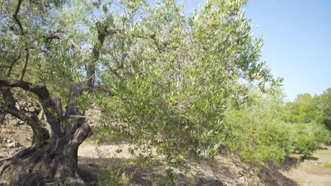 Green olives growing in olive tree, in Mediterranean plantation, Catalonia Stock Footage 199260938