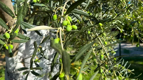Green olives growing on an olive tree Stock Footage 311664801