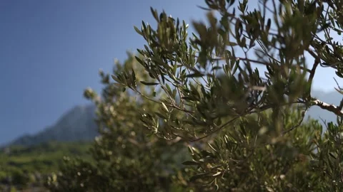 Green olives growing on sunlit branches in a Mediterranean grove with distant mo Stock Footage 341557023