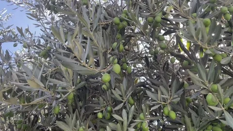 Green Olives Growing on Tree Branches Stock Footage 345943024