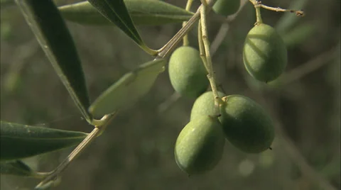 Green olives growing on trees Stock Footage 35798693