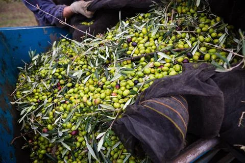 Green olives harvest in Apulia, Italy Stock Photos