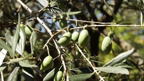 Green olives on an olive branch Video stock 344100160