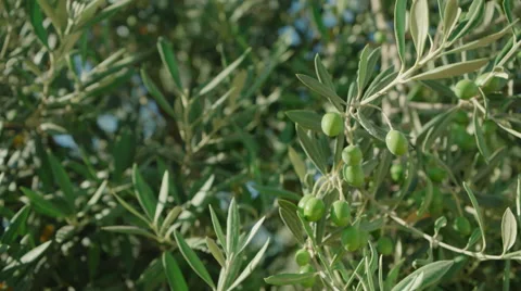 Green olives on olive tree close up Видео 65458927