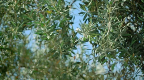 Green olives on olive tree Stock Footage 65453503