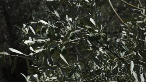 Green olives on an olive tree Stock Footage 144922665