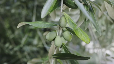 Green olives in olive tree Stock Footage 252563167
