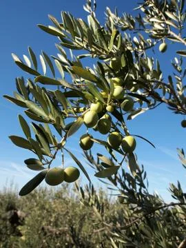 Green olives Stock-Fotos