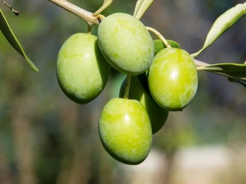 Green olives Foto stock